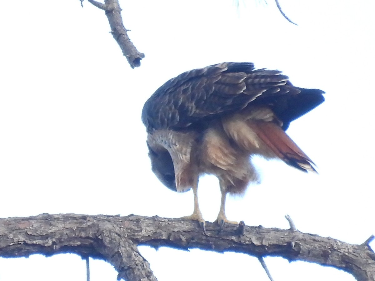 Red-tailed Hawk - Patti Northam