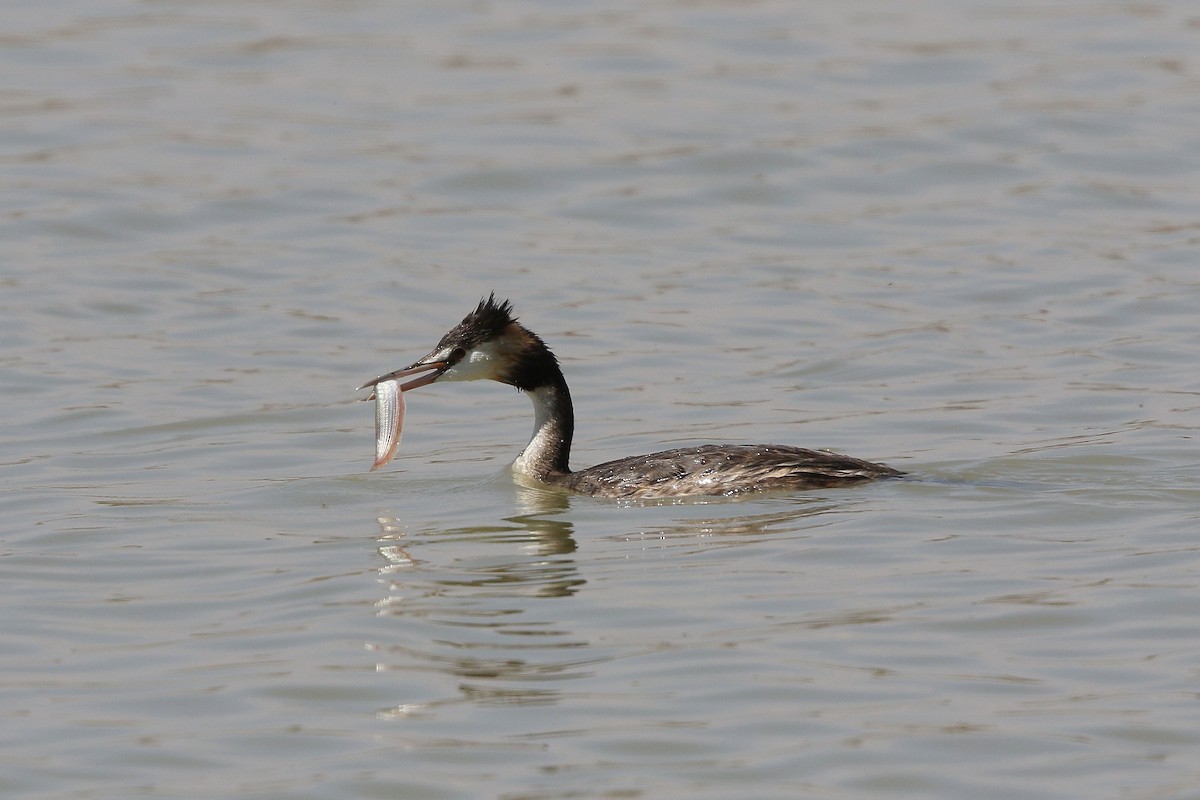 Great Crested Grebe - Mark Stanley