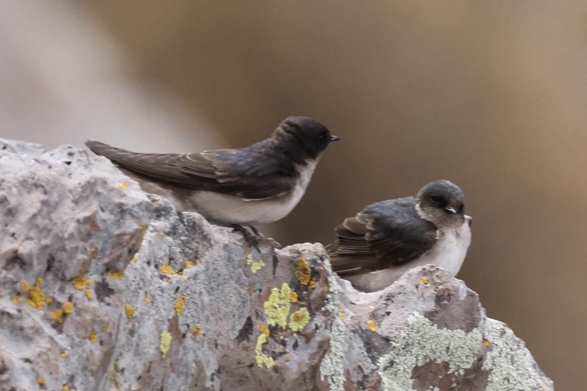 Andean Swallow - ML610225536