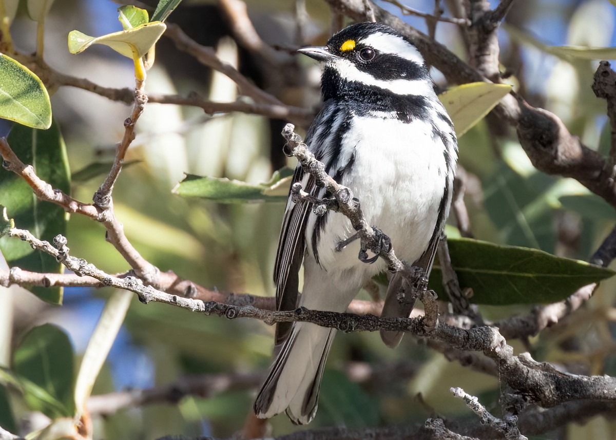 Black-throated Gray Warbler - ML610225578