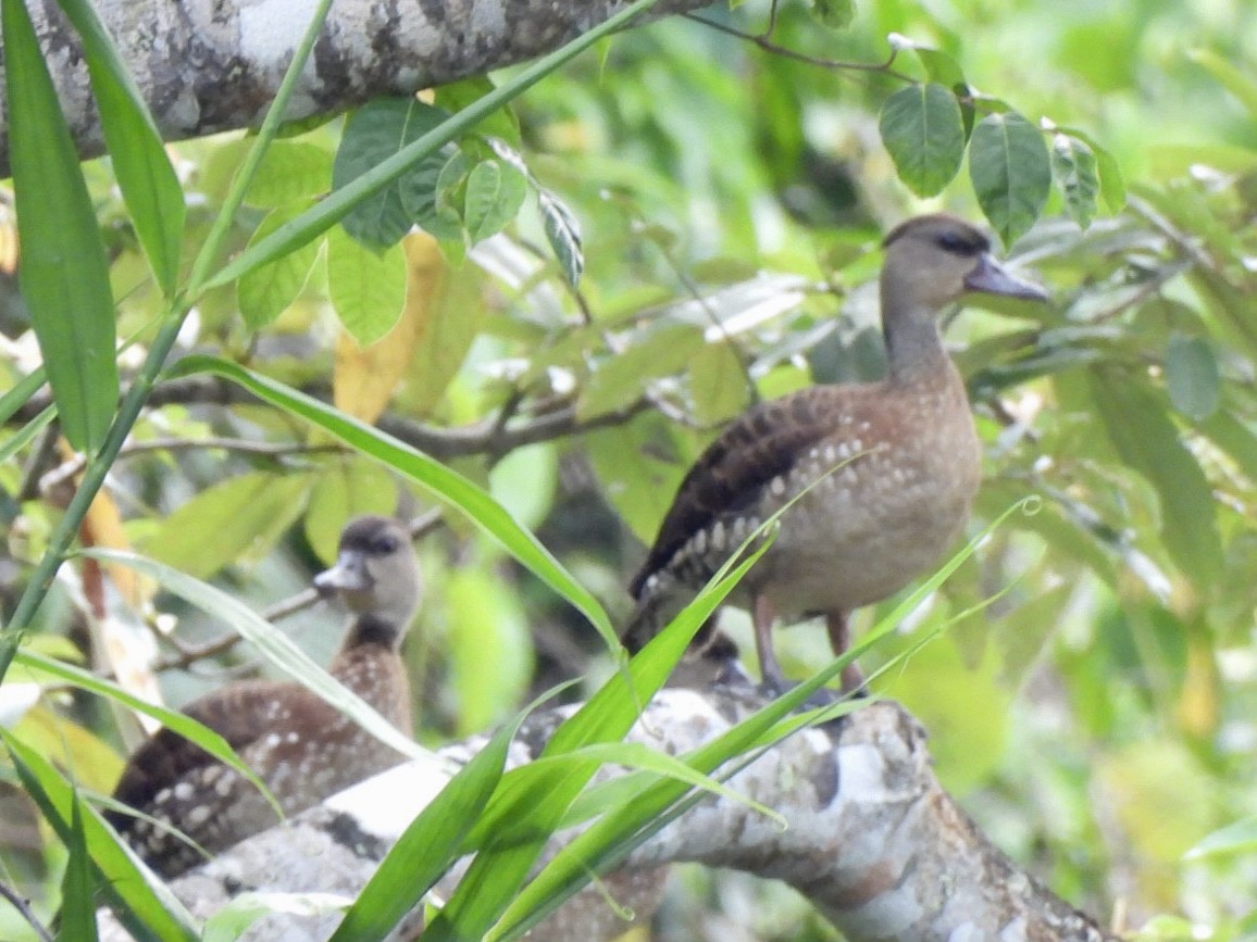 Spotted Whistling-Duck - ML610225664