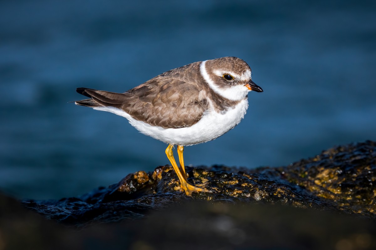 Semipalmated Plover - ML610225701