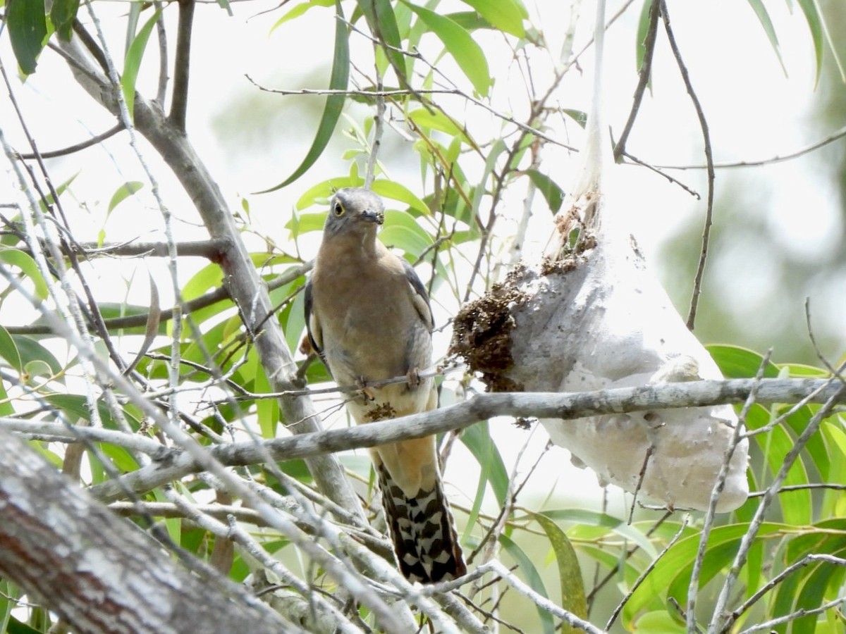Fan-tailed Cuckoo - ML610226010