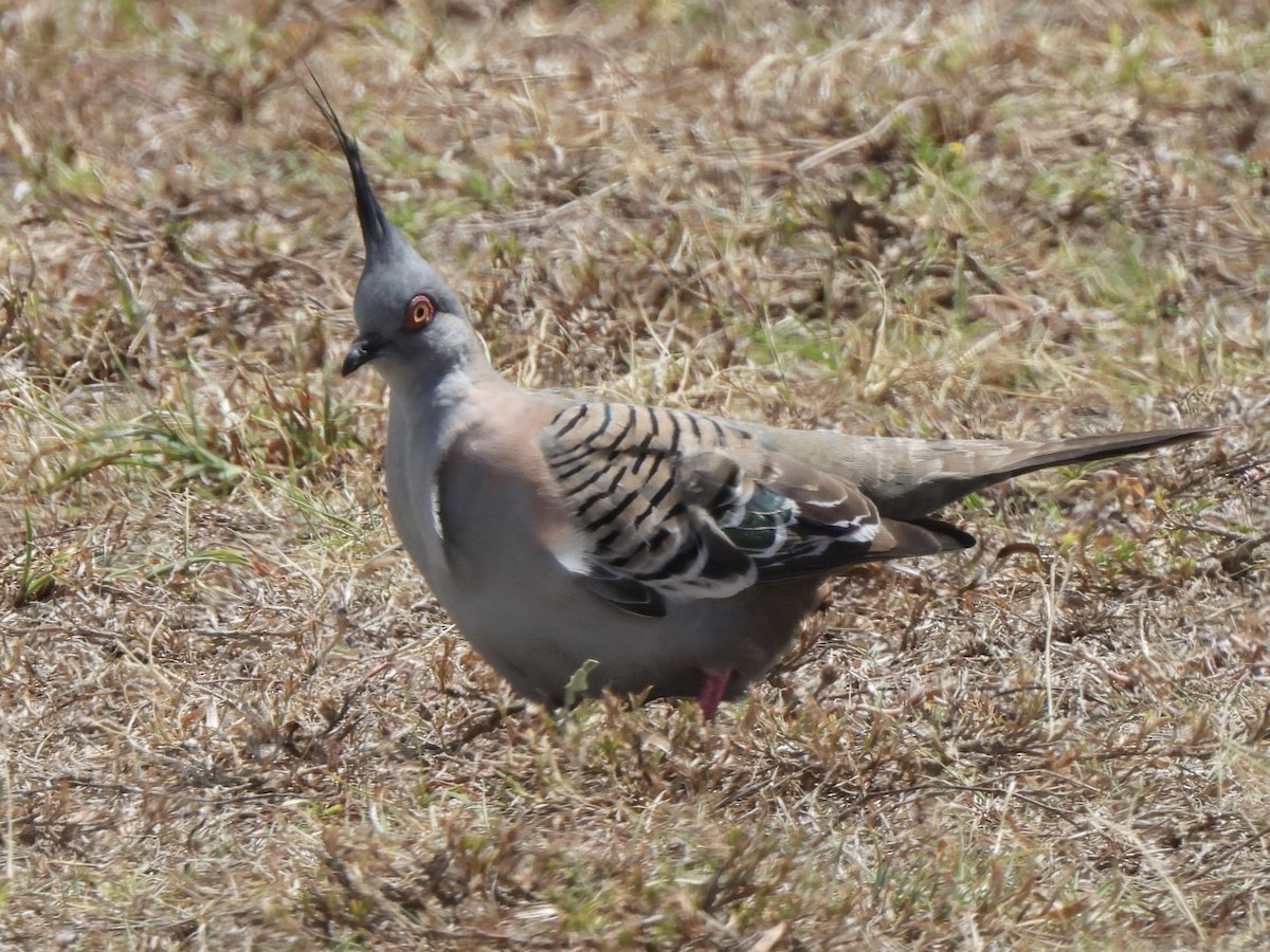 Crested Pigeon - ML610226281