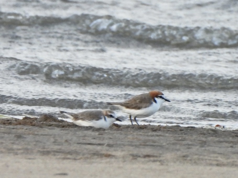Red-capped Plover - ML610226798