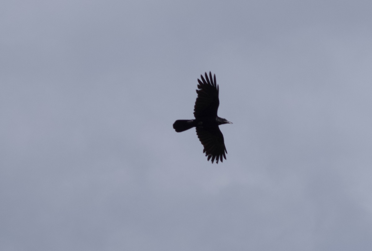 Australian Raven - ML610226913