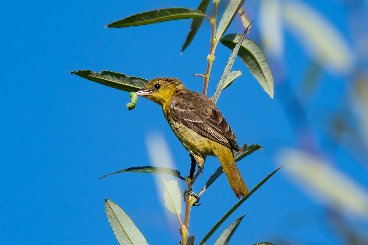 Orchard Oriole - ML610227548