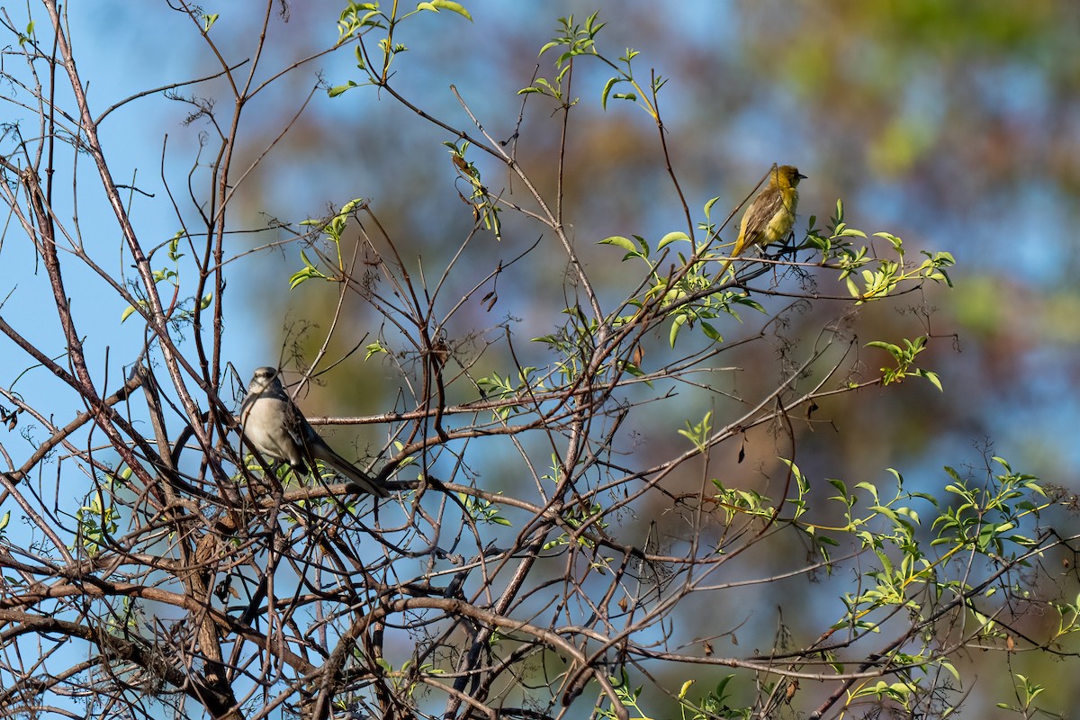 Orchard Oriole - ML610227552