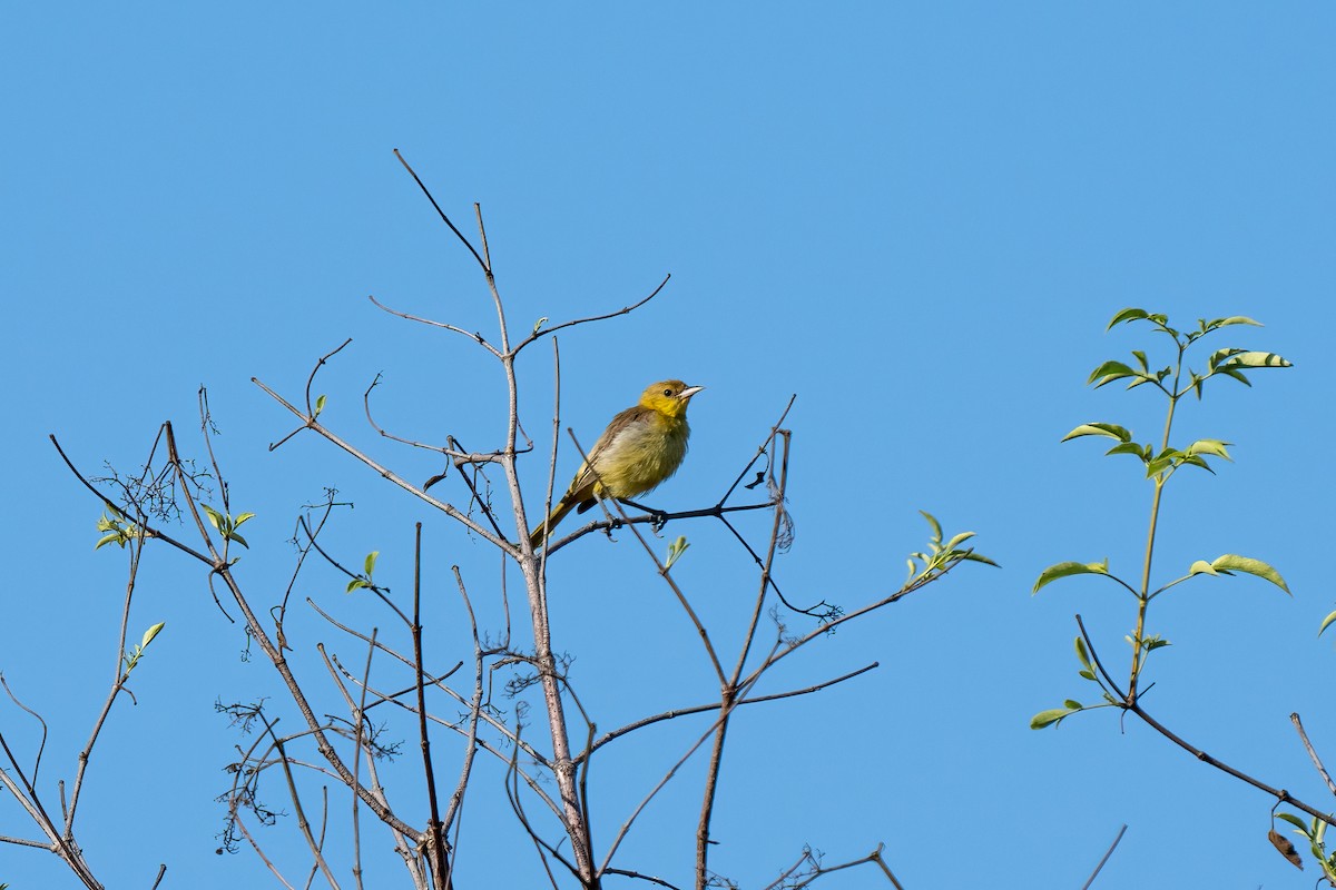 Orchard Oriole - ML610227554