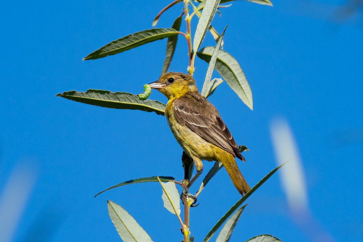 Orchard Oriole - ML610227555