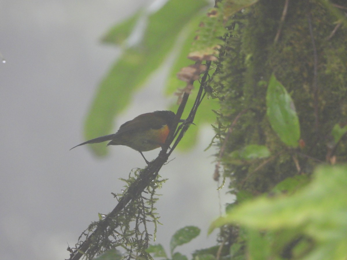 Green-tailed Sunbird - ML610227597