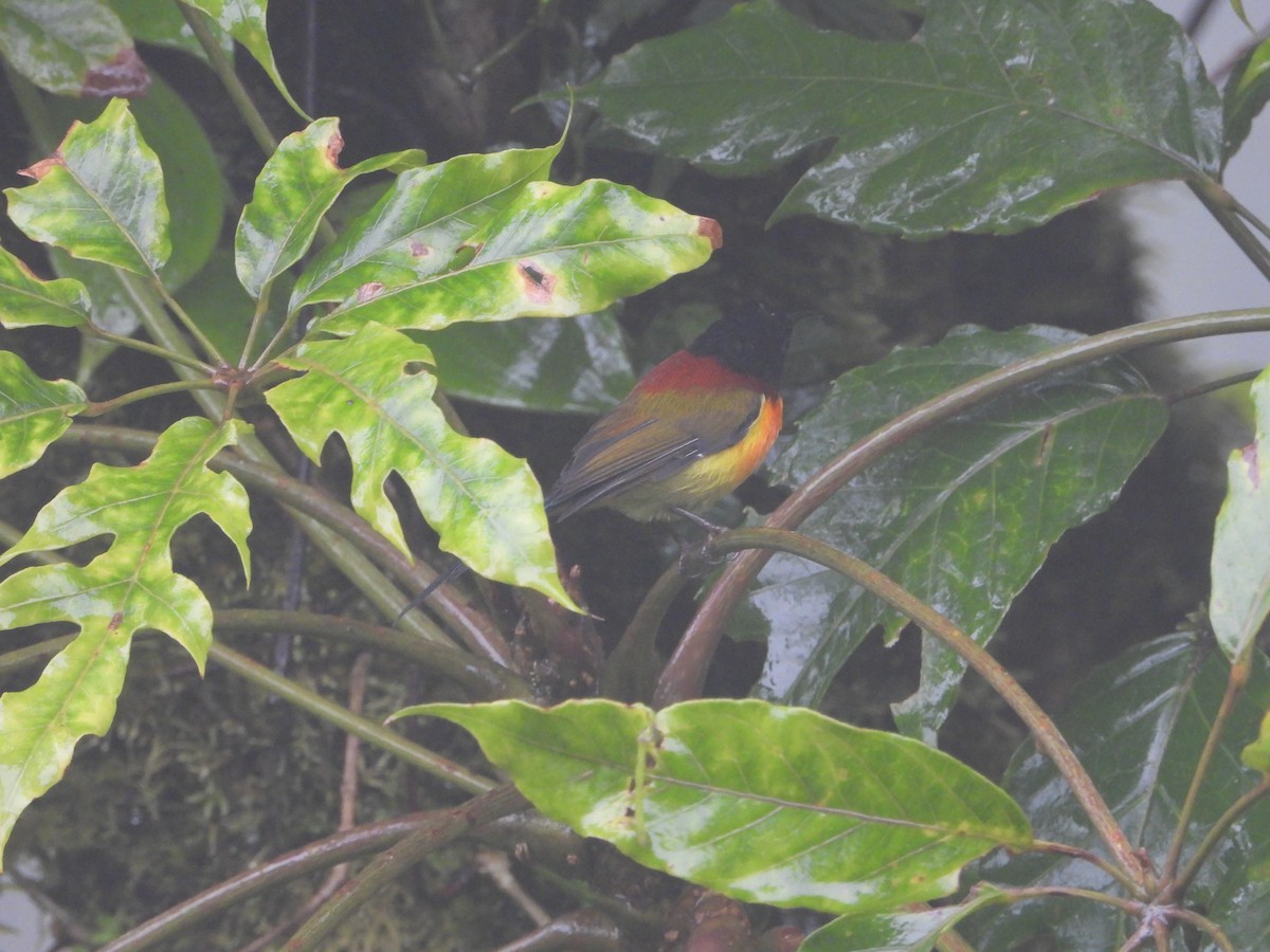 Green-tailed Sunbird - ML610227599