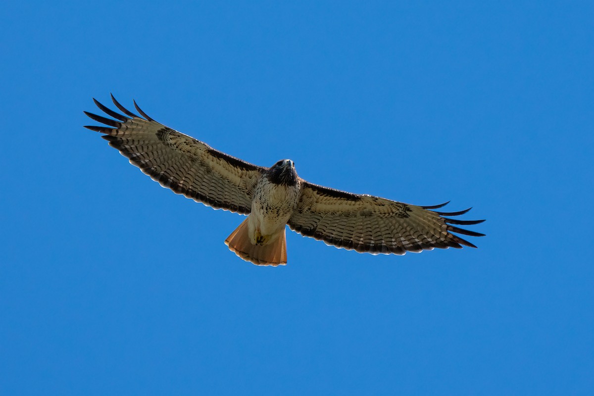 Red-tailed Hawk - ML610227614