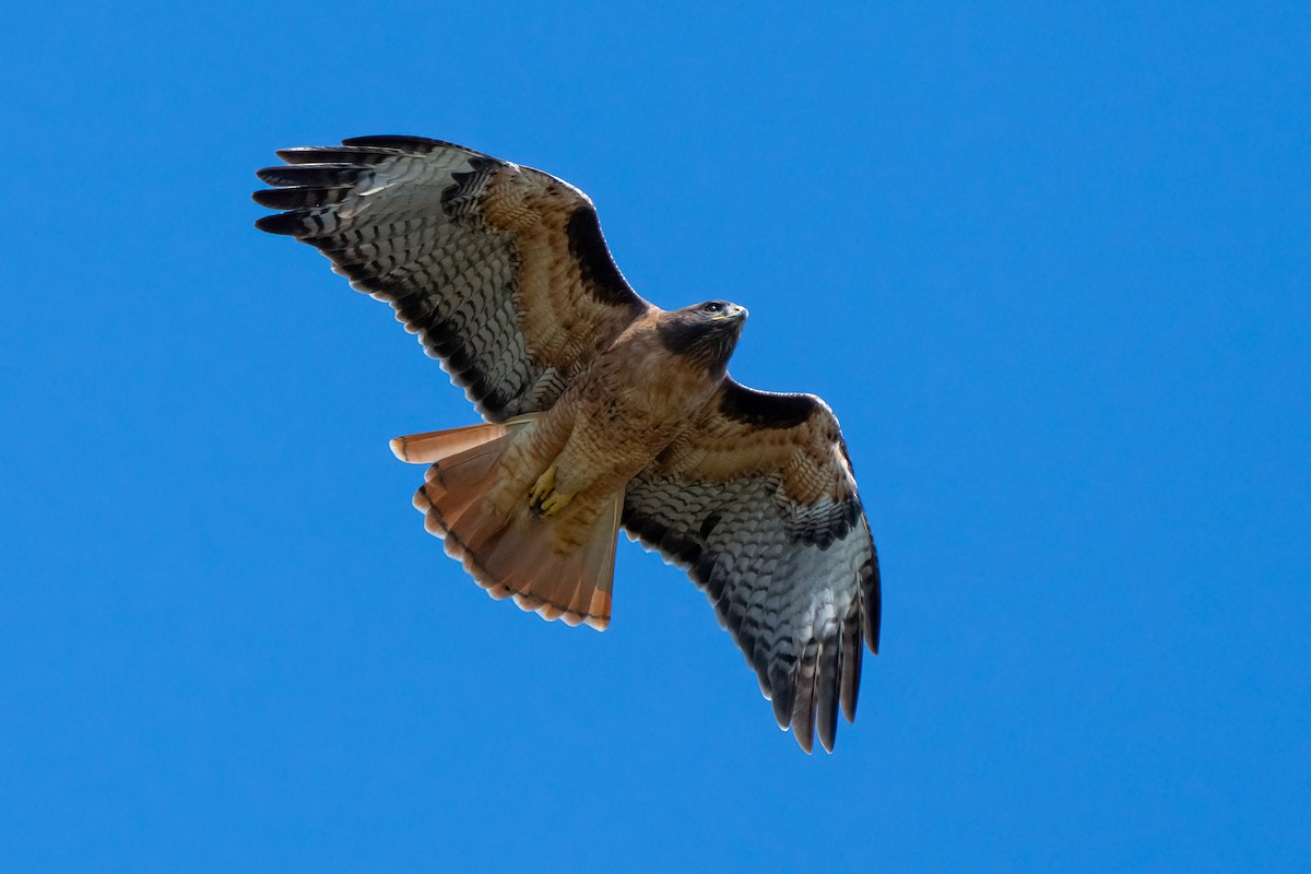 Red-tailed Hawk - Andrea C