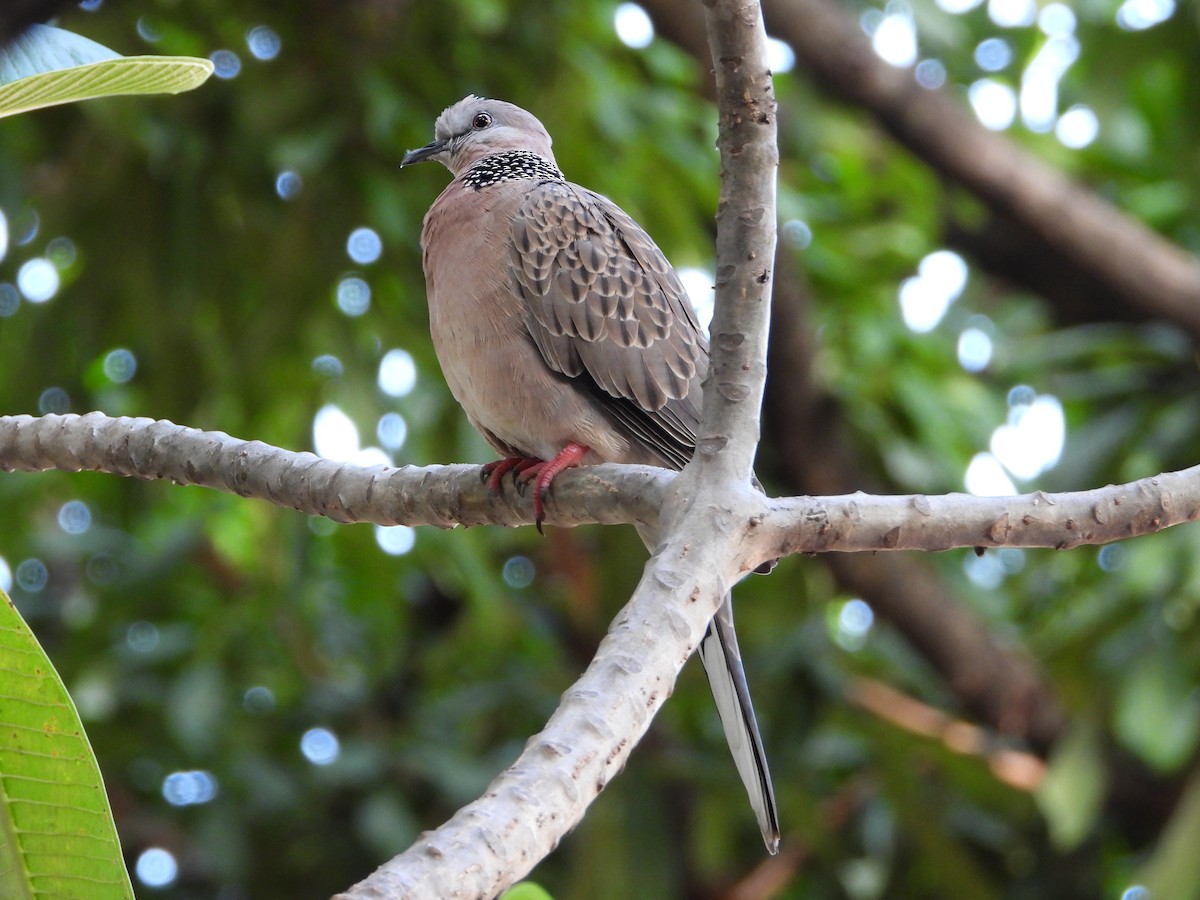 Spotted Dove - ML610227654