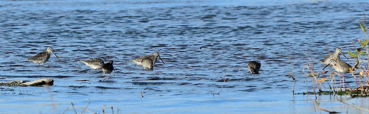Long-billed Dowitcher - ML610228244