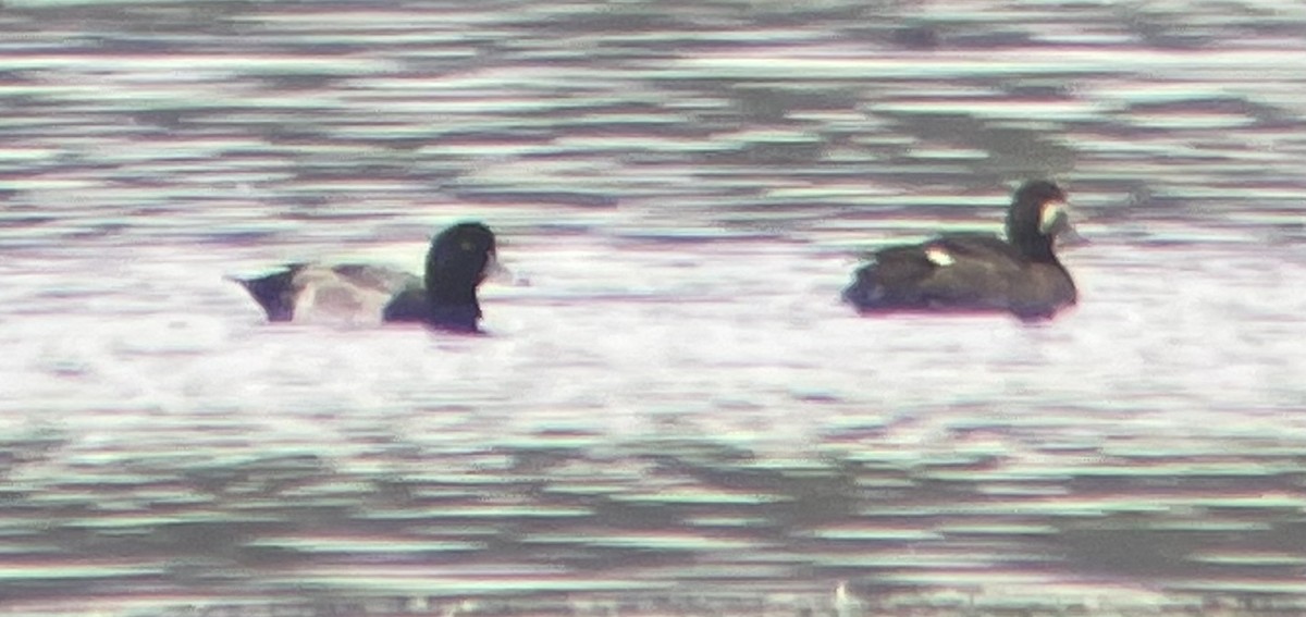 Greater Scaup - ML610228378