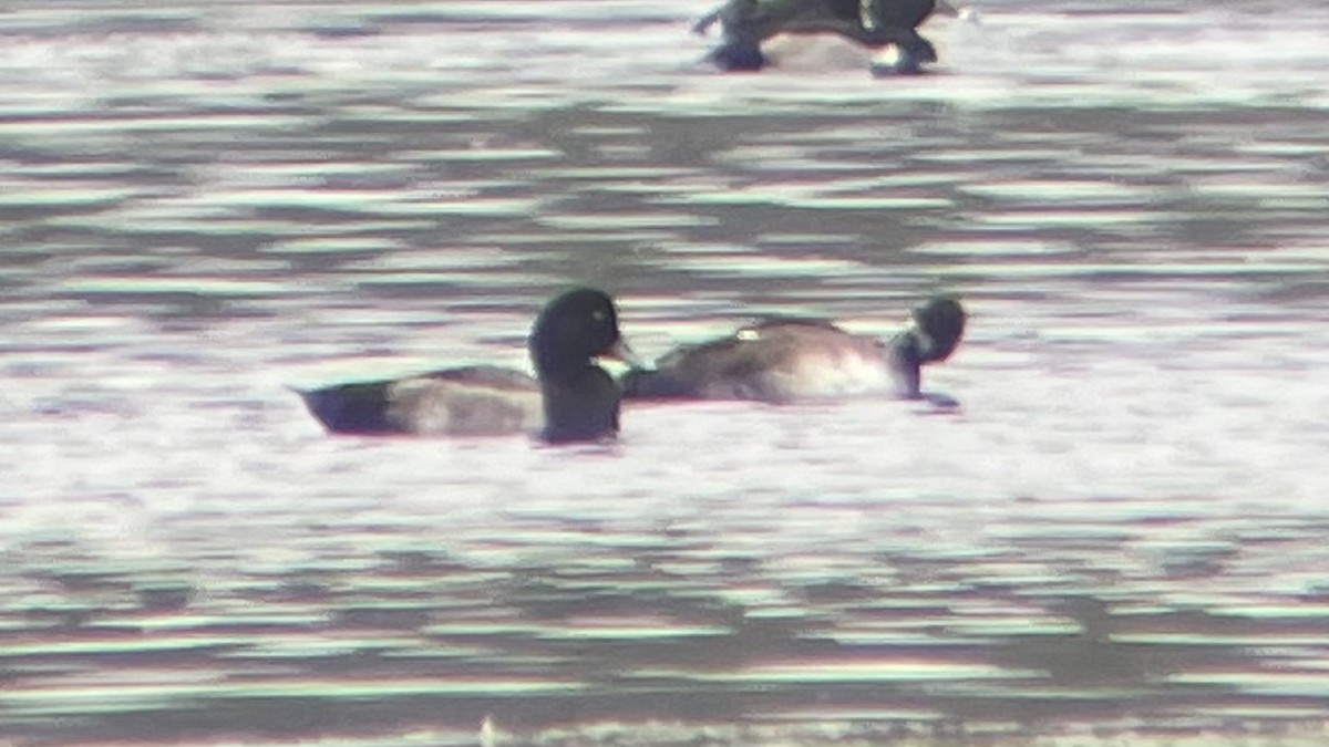 Greater Scaup - ML610228379