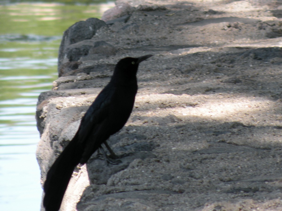 Great-tailed Grackle - ML610228456
