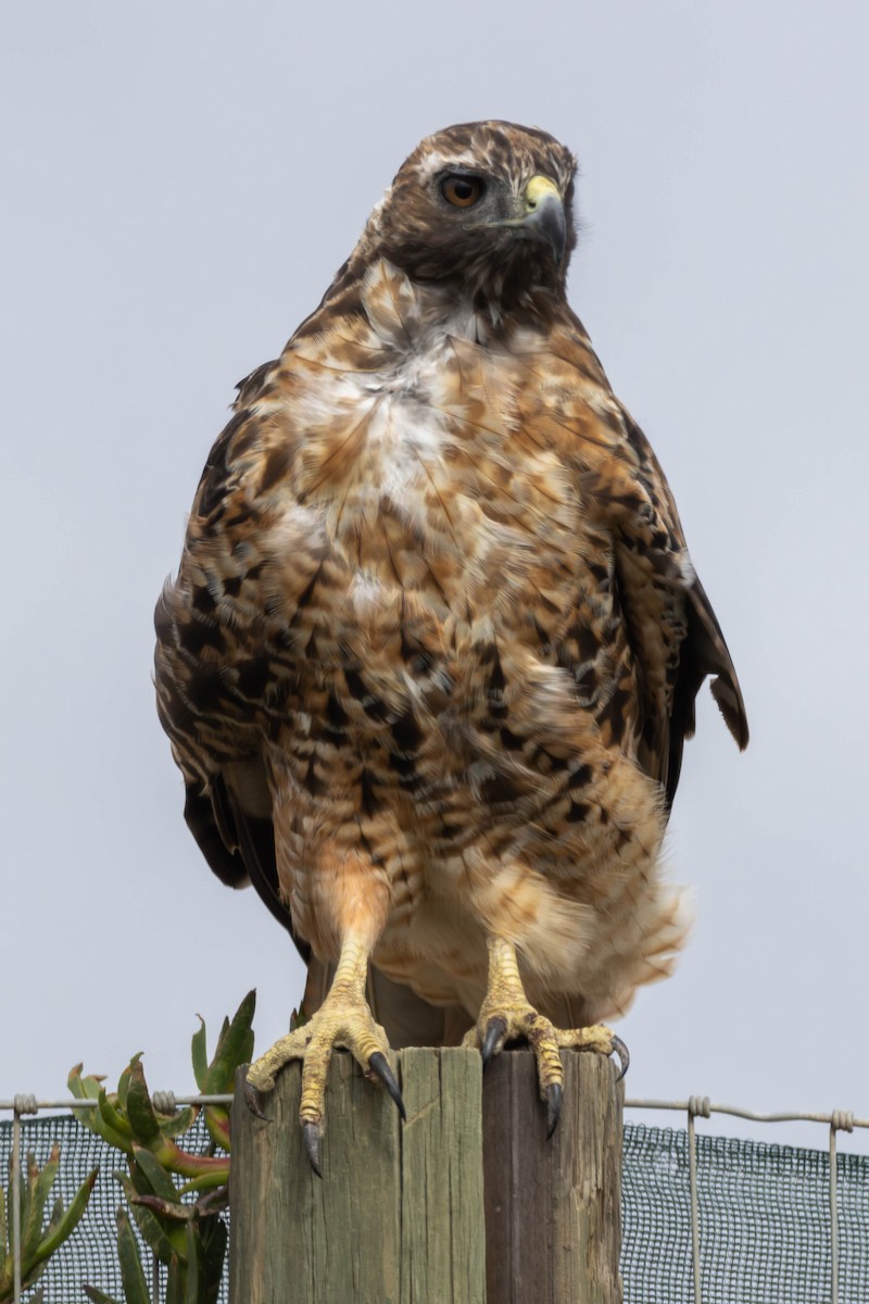 Red-tailed Hawk (calurus/alascensis) - ML610229050