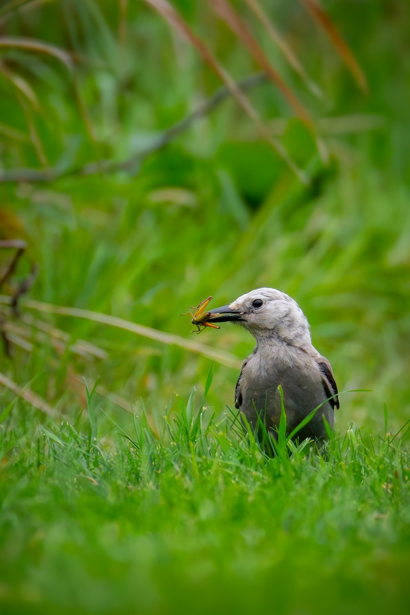 Ebird Checklist Oct Lewis Nine Springs E Way Moorland Rd