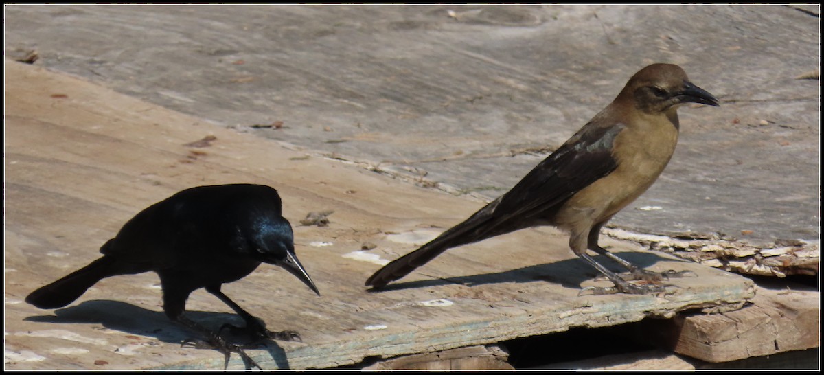 Great-tailed Grackle - ML610229495