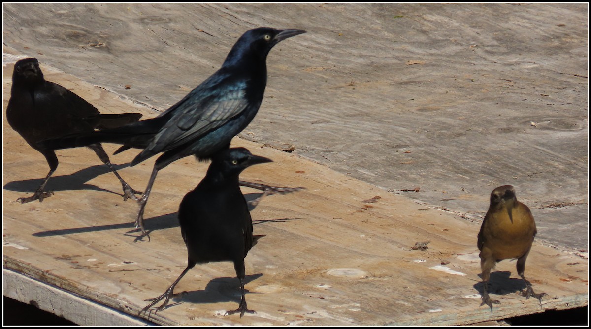 Great-tailed Grackle - ML610229498
