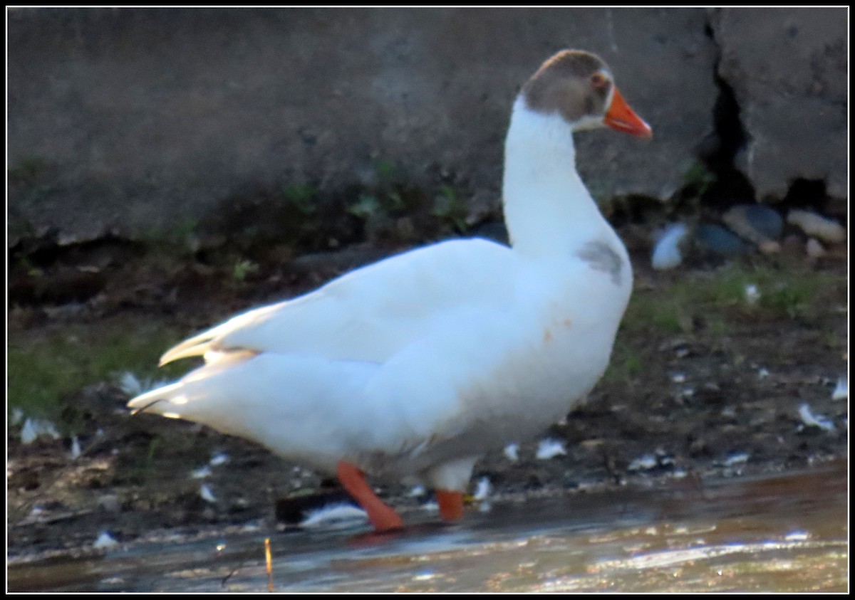 Graylag Goose (Domestic type) - ML610229562