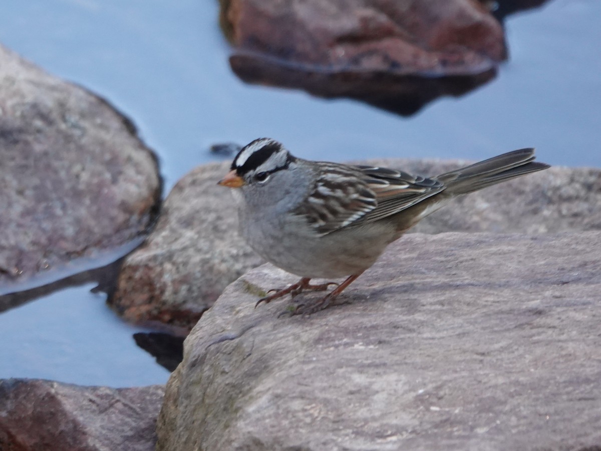 White-crowned Sparrow - ML610229824