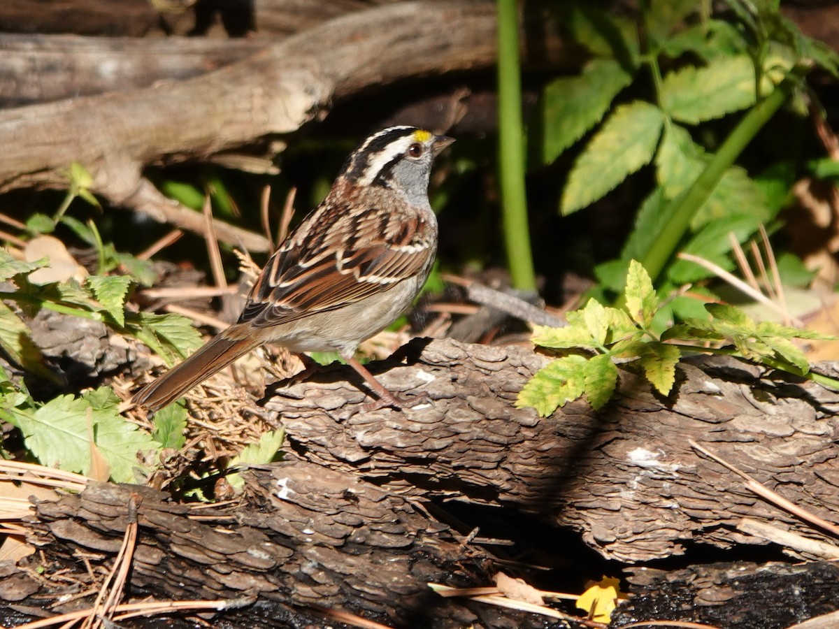 White-throated Sparrow - ML610229838