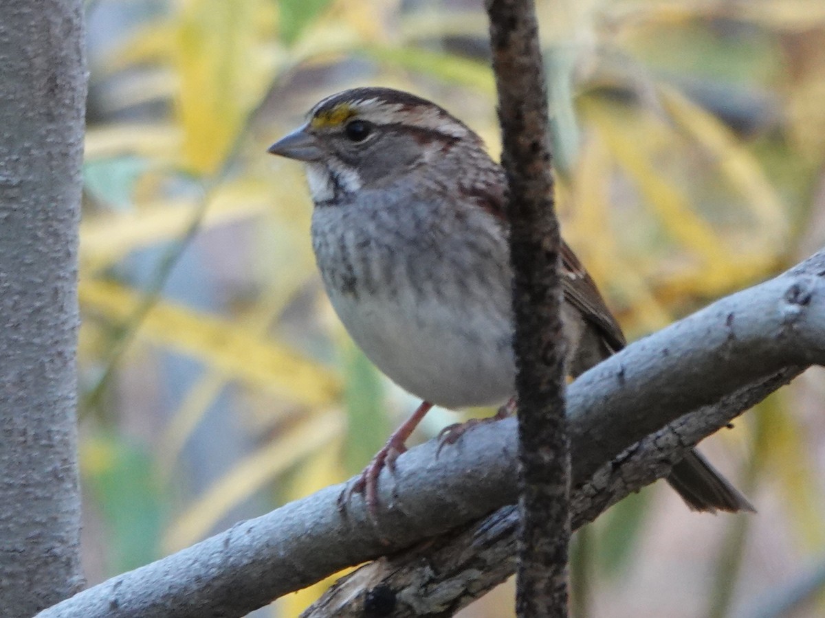 White-throated Sparrow - ML610229839