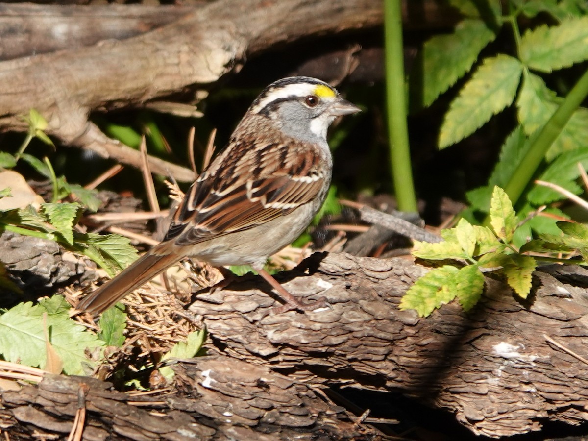 White-throated Sparrow - ML610229840