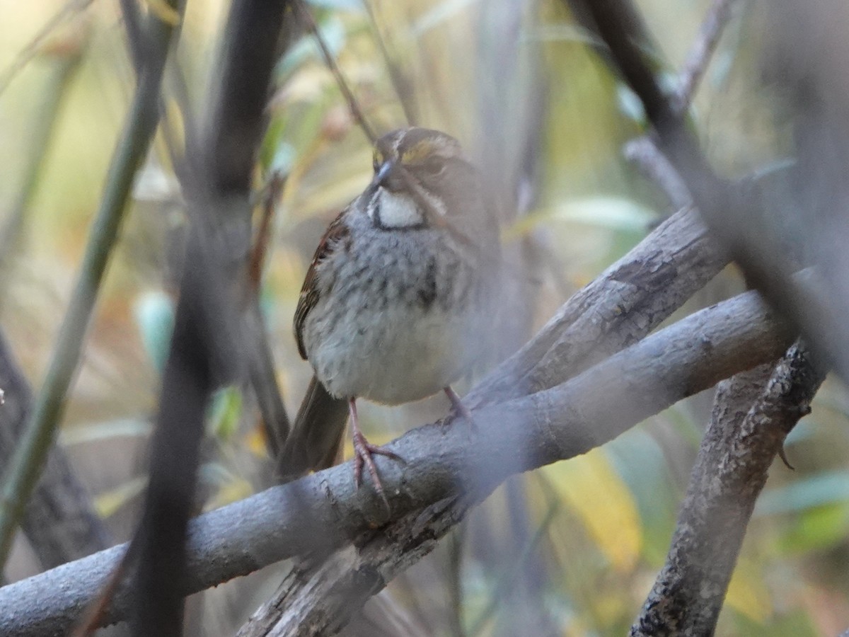 White-throated Sparrow - ML610229841