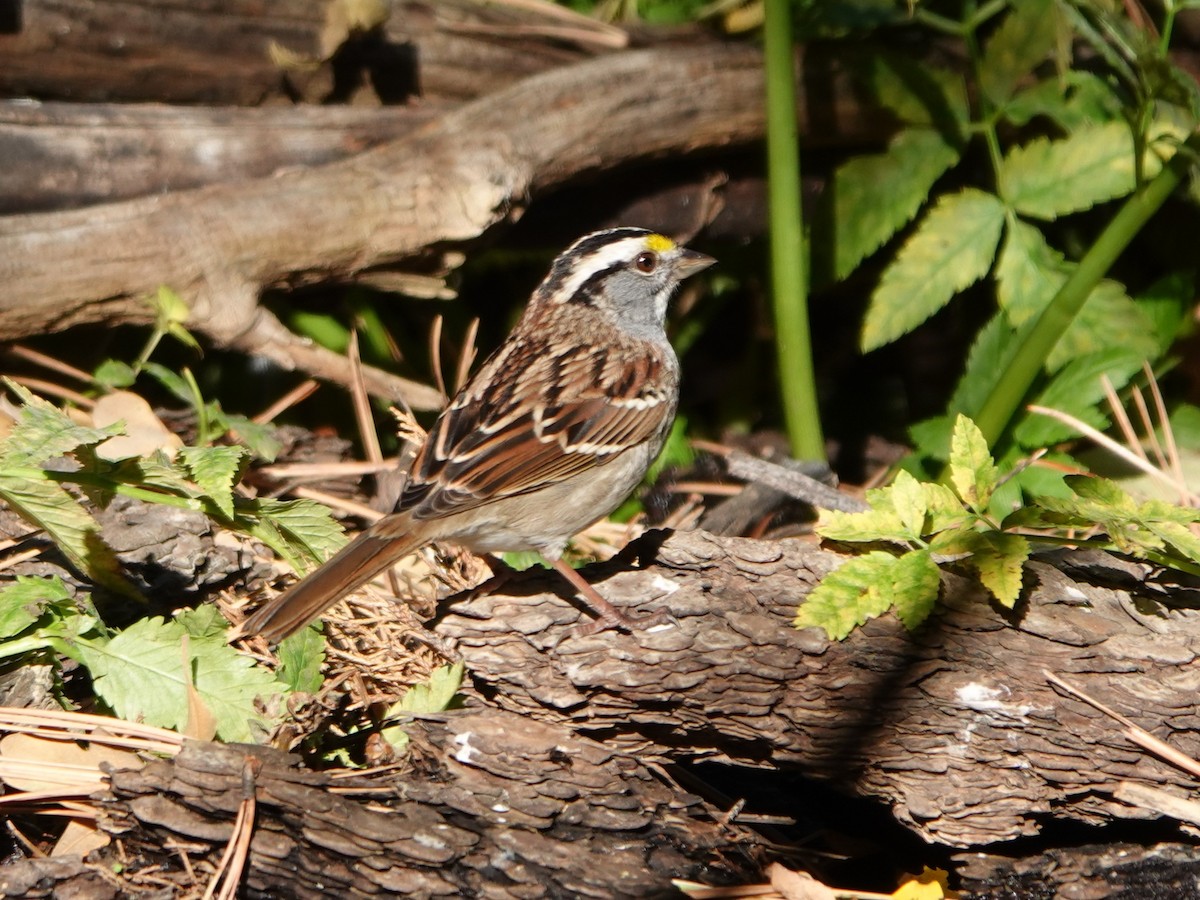 White-throated Sparrow - ML610229842