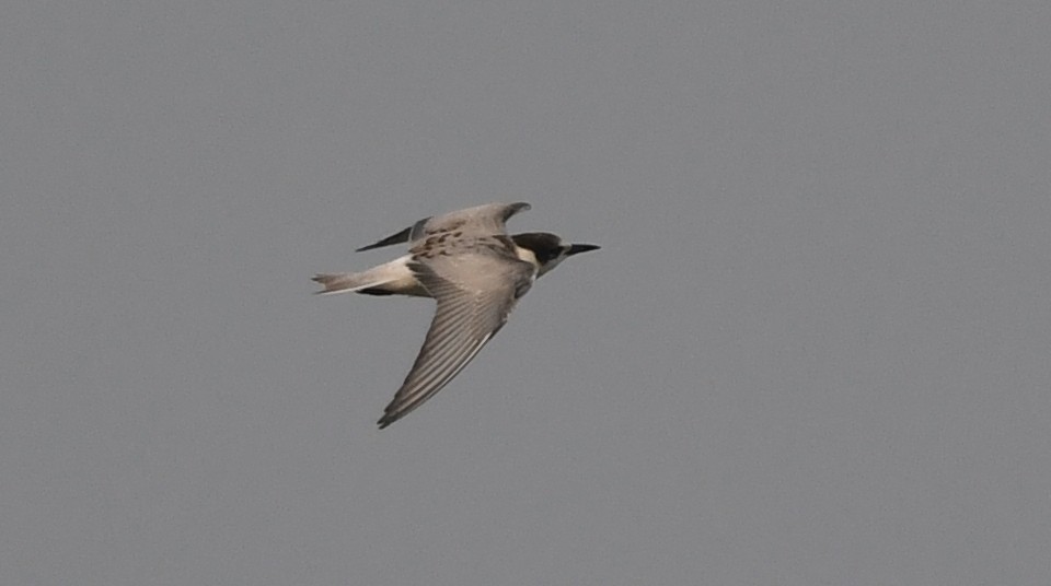 White-winged Tern - ML610230584