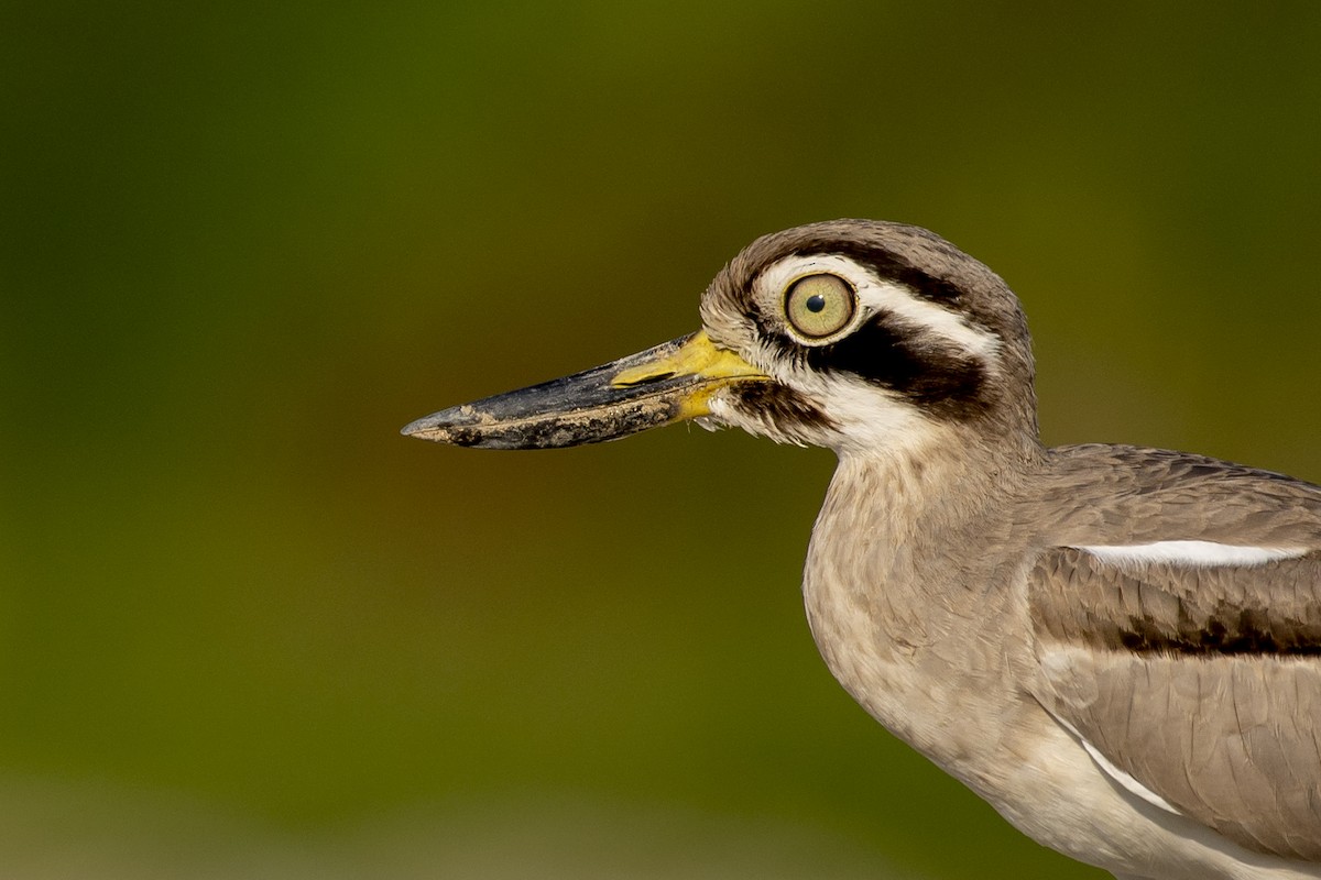 Great Thick-knee - ML610231405