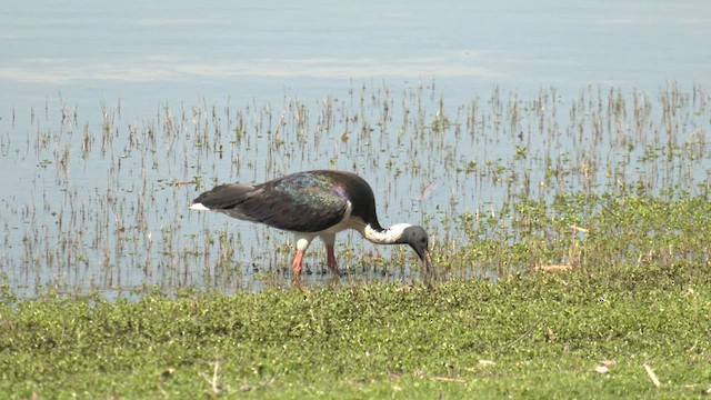ibis slámokrký - ML610231642