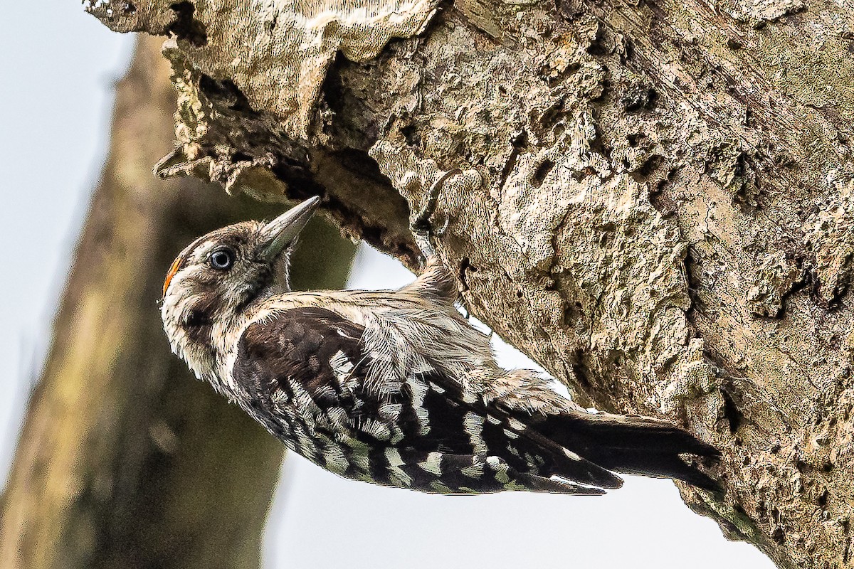 Gray-capped Pygmy Woodpecker - ML610232181