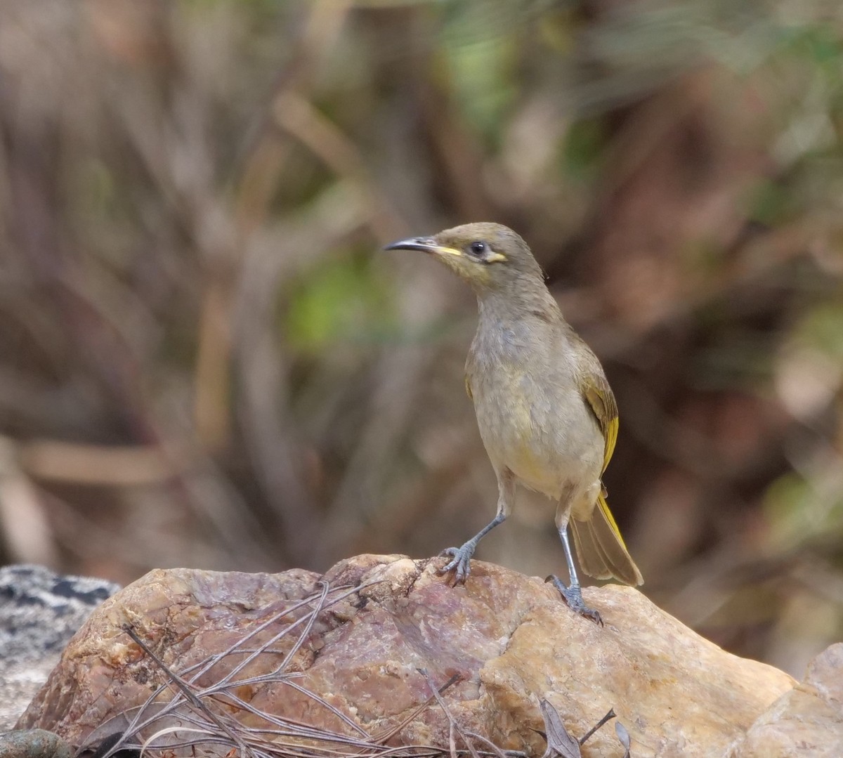 EBird Australia Checklist 21 Oct 2023 Musgrave Drive Yandina Creek 8 Species