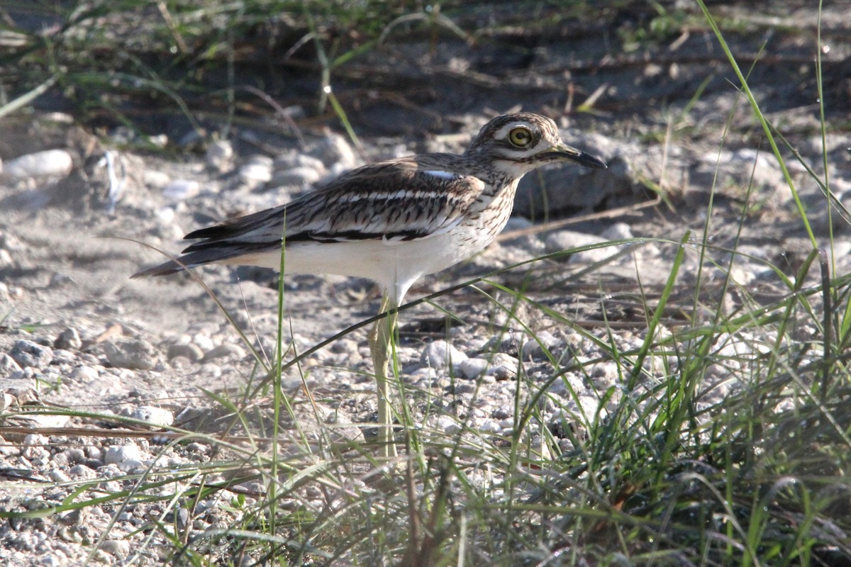 Indian Thick-knee - Anand Chaudhary