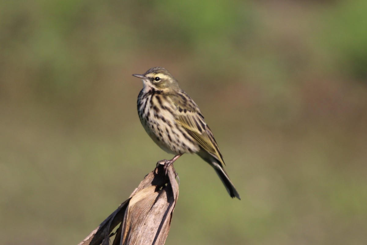 Rosy Pipit - ML610232859