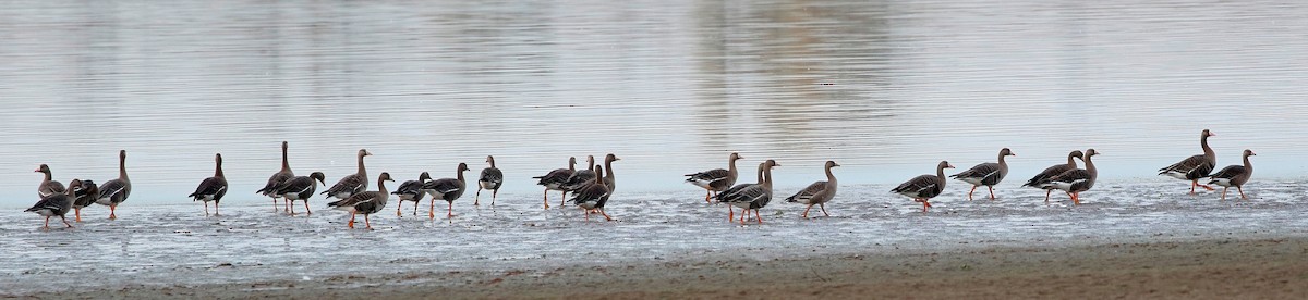 Greater White-fronted Goose - ML610232948