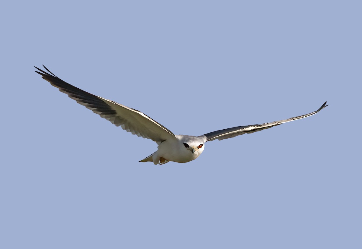 Black-winged Kite - ML610233482