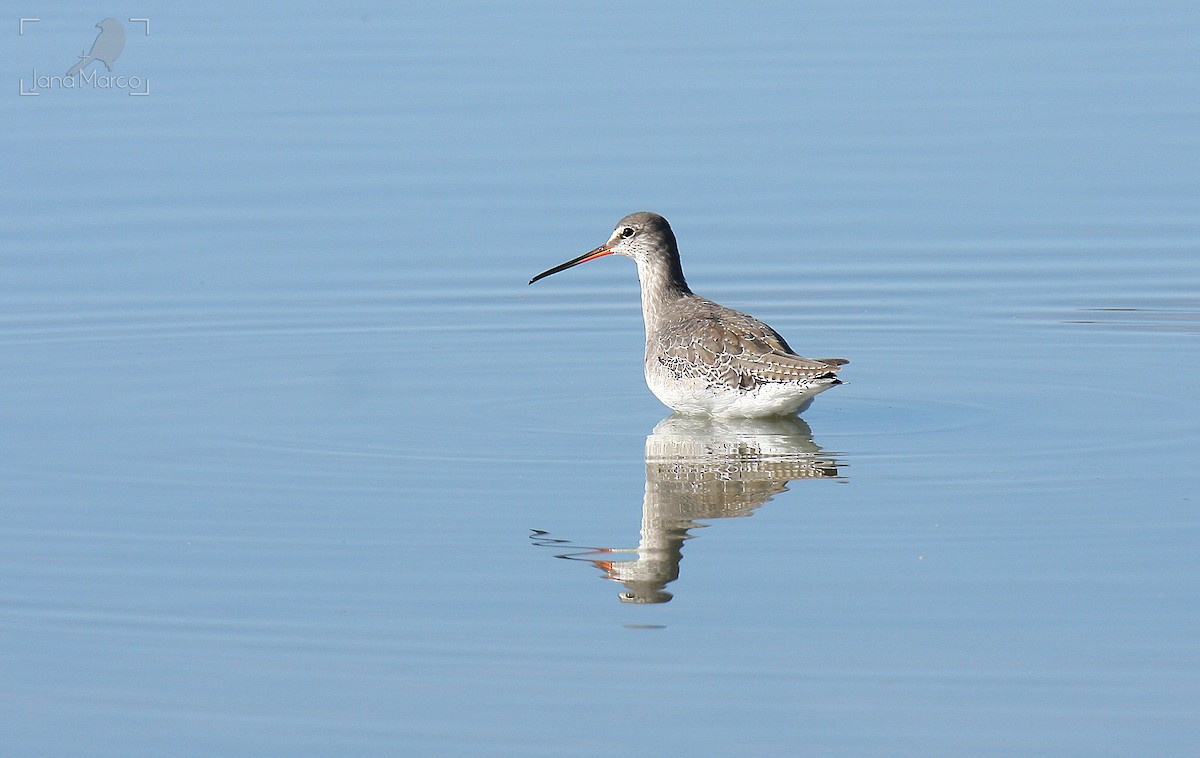 Spotted Redshank - ML610233969