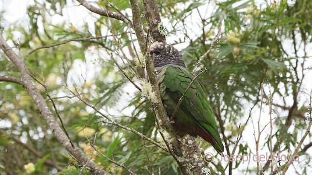 Speckle-faced Parrot - ML610233976