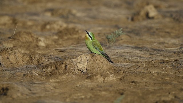 Blue-cheeked Bee-eater - ML610234034