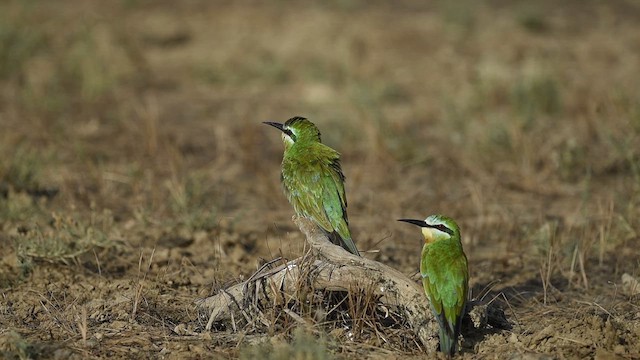 Blue-cheeked Bee-eater - ML610234035