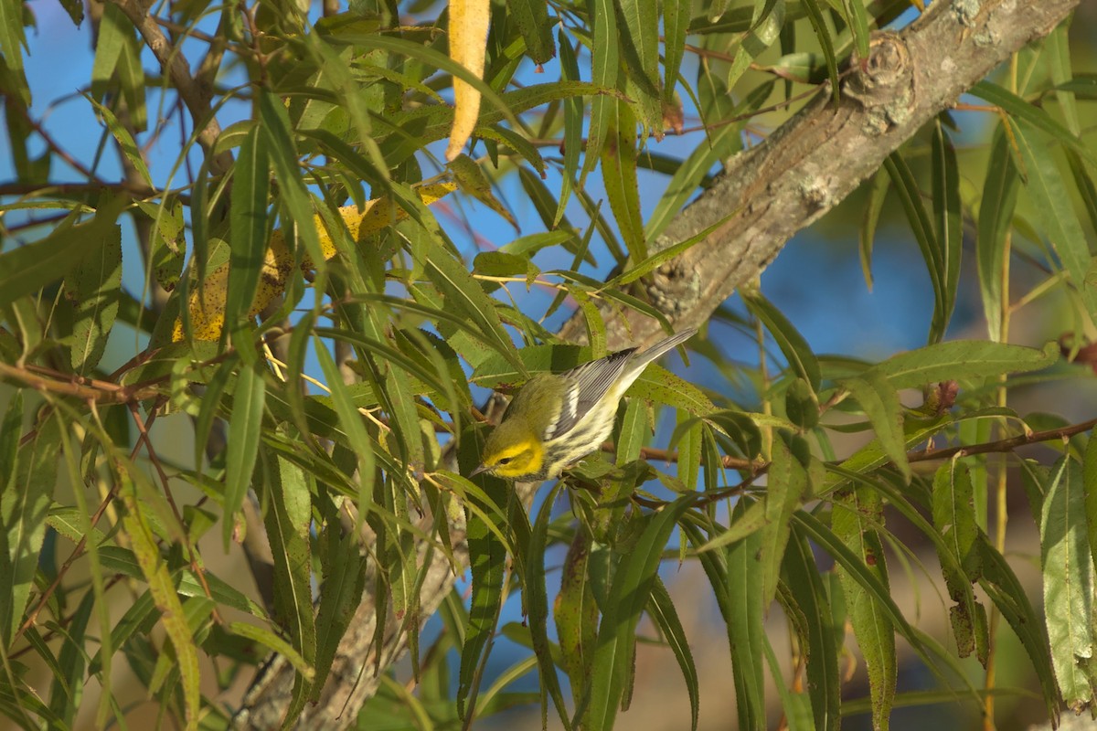 Black-throated Green Warbler - ML610234038