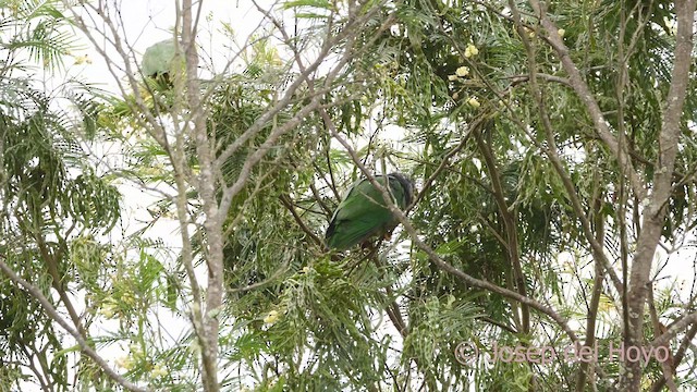 Speckle-faced Parrot - ML610234041
