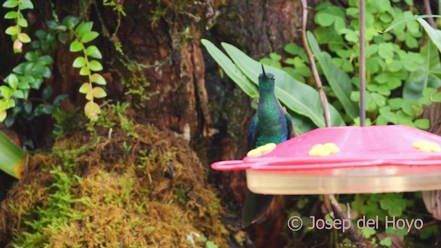 kolibřík modrokřídlý - ML610234212